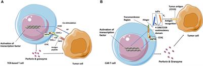 Chimeric antigen receptor T cells applied to solid tumors